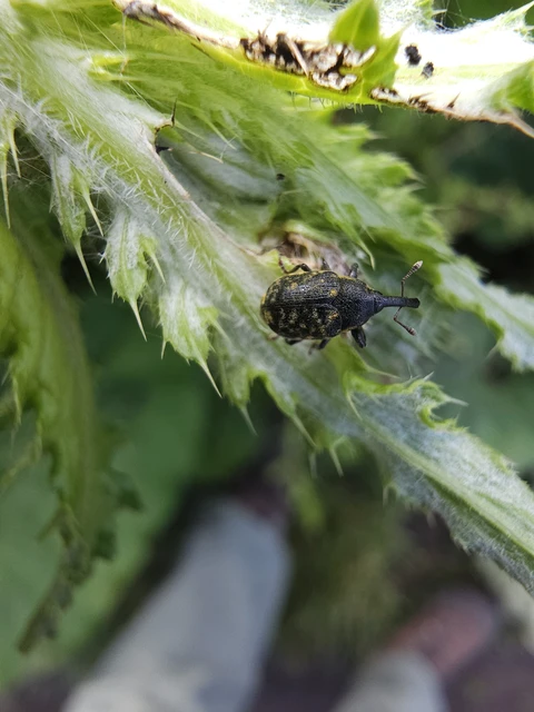 Larinus sturnus - aszat-púderbarkó