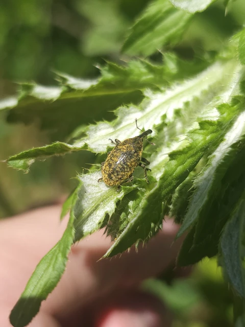 Larinus sturnus - aszat-púderbarkó