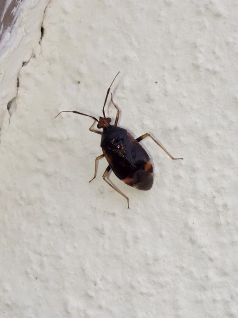 Deraeocoris ruber - vöröses mezeipoloska