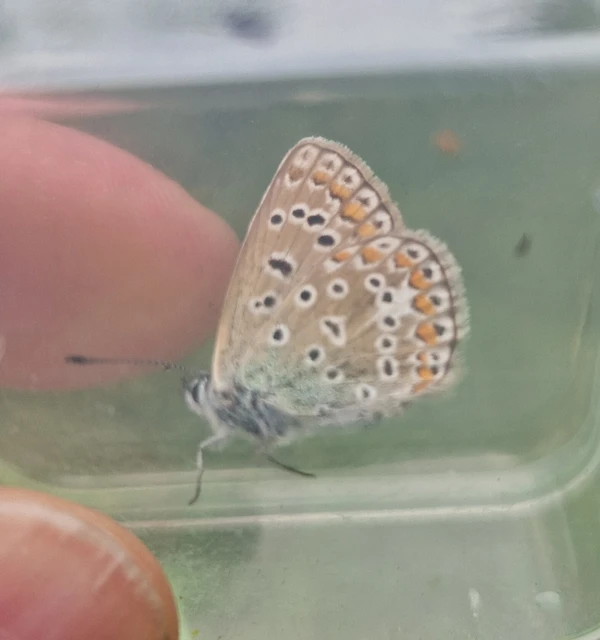 Polyommatus icarus - közönséges boglárka