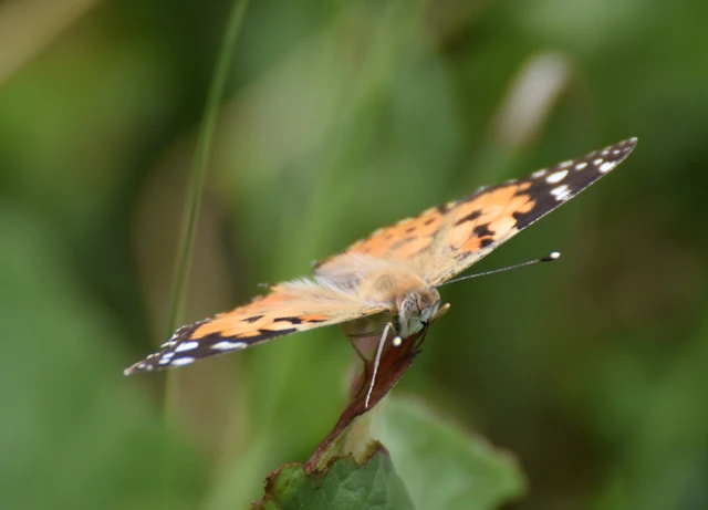 Vanessa cardui - bogáncslepke