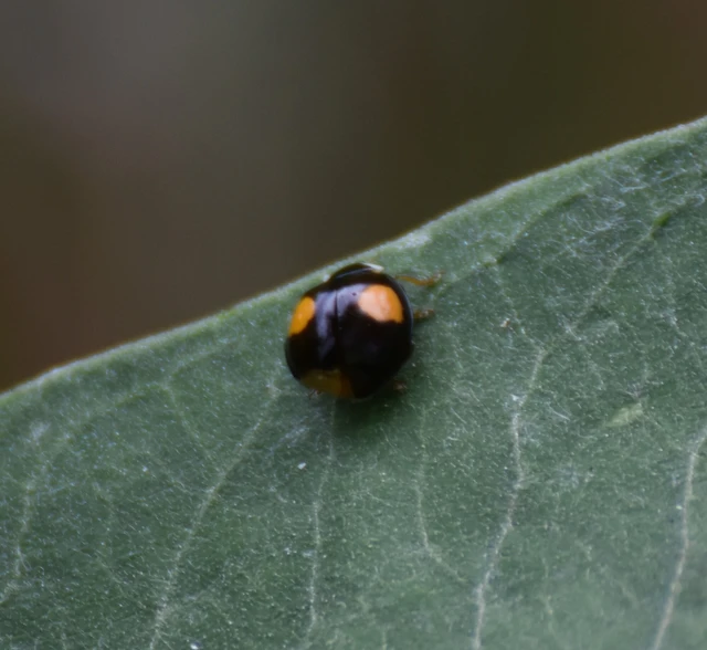 Harmonia axyridis - harlekinkatica