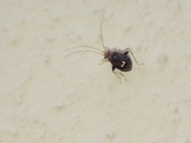 Halticus luteicollis - sárganyakú ugrópoloska