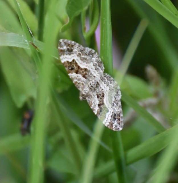 Epirrhoe alternata - galaj-tarkaaraszoló