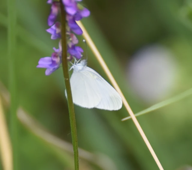 Leptidea sinapis - mustárlepke