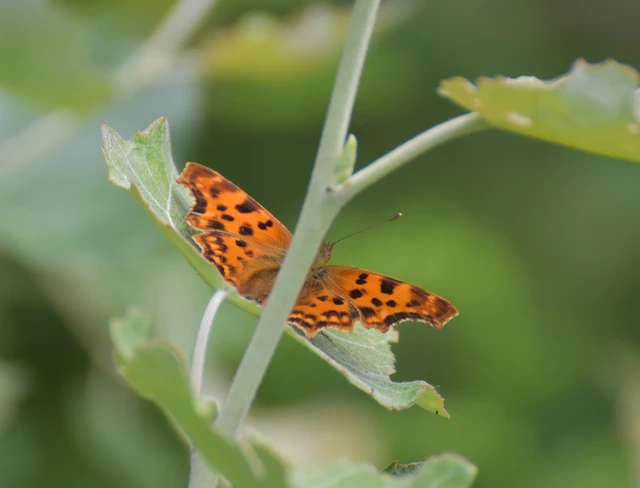 Nymphalis c-album - C-betűs lepke
