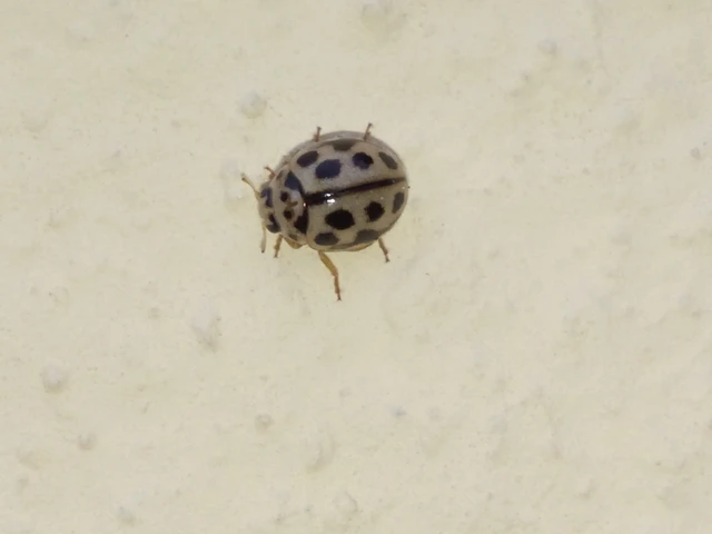 Tytthaspis sedecimpunctata - tizenhatpettyes katica
