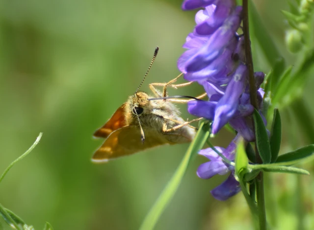 Ochlodes sylvanus - erdei busalepke