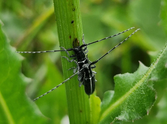 Agapanthia cardui - sávos bogáncscincér