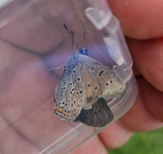 Lycaena alciphron - ibolyás tűzlepke