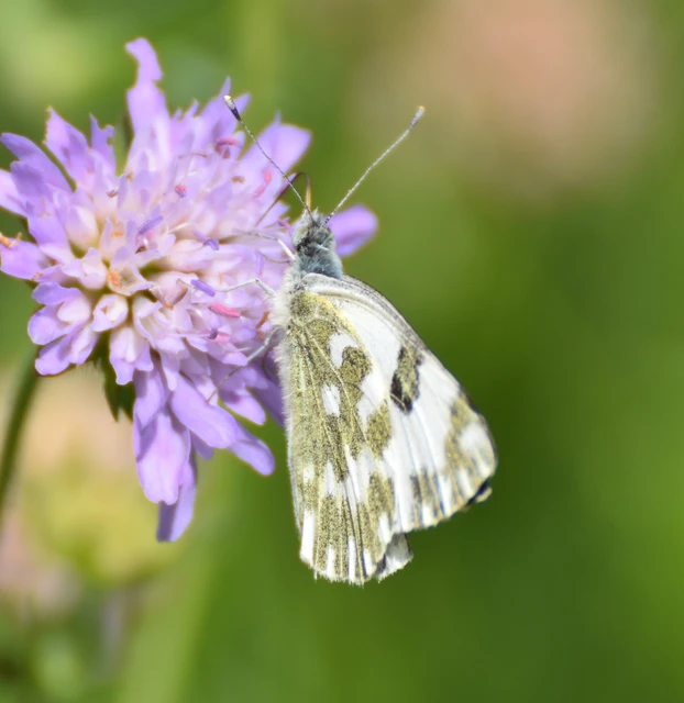 Pontia edusa - rezedalepke