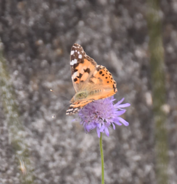 Vanessa cardui - bogáncslepke