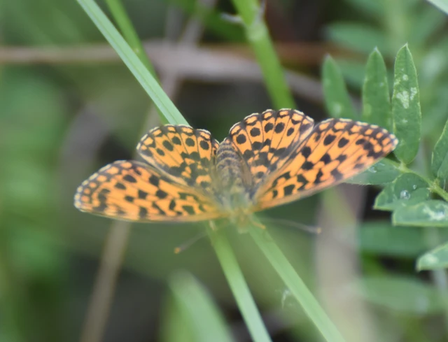 Boloria dia - kis gyöngyházlepke