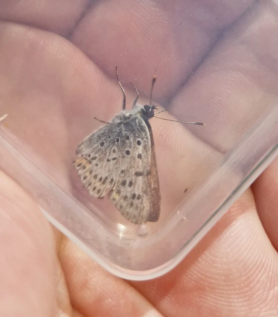 Lycaena tityrus - barna tűzlepke