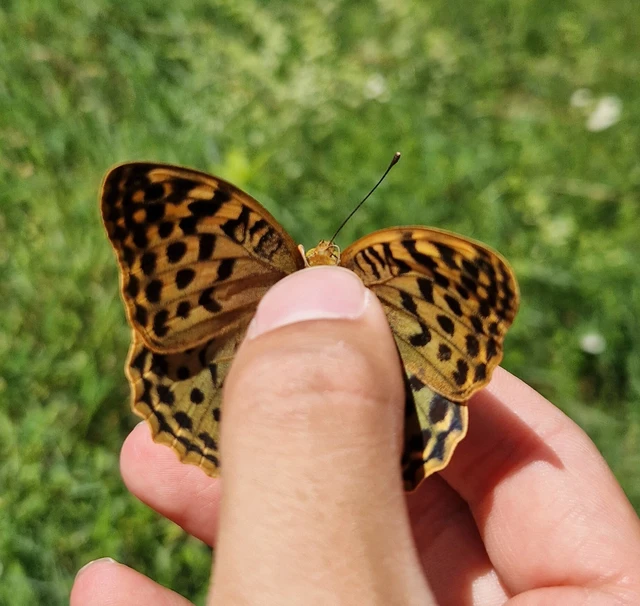 Argynnis pandora - zöldes gyöngyházlepke