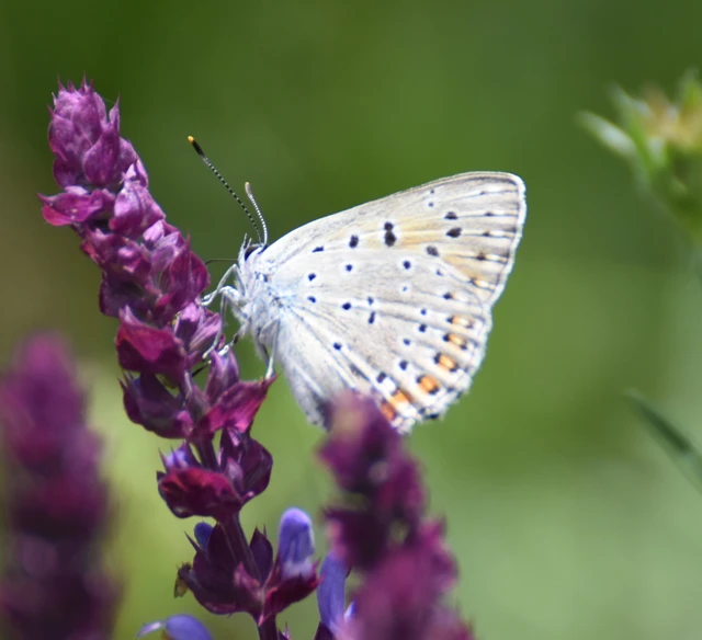 Lycaena alciphron - ibolyás tűzlepke