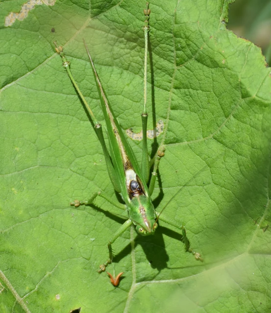 Tettigonia viridissima - zöld lombszöcske Tettigonia viridissima - zöld lombszöcske