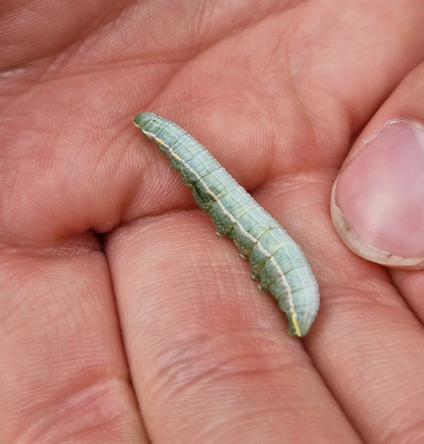 Pterostoma palpina - csőrös púposszövő