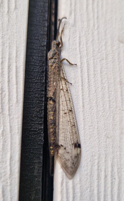Distoleon tetragrammicus - négyfoltos hangyaleső
