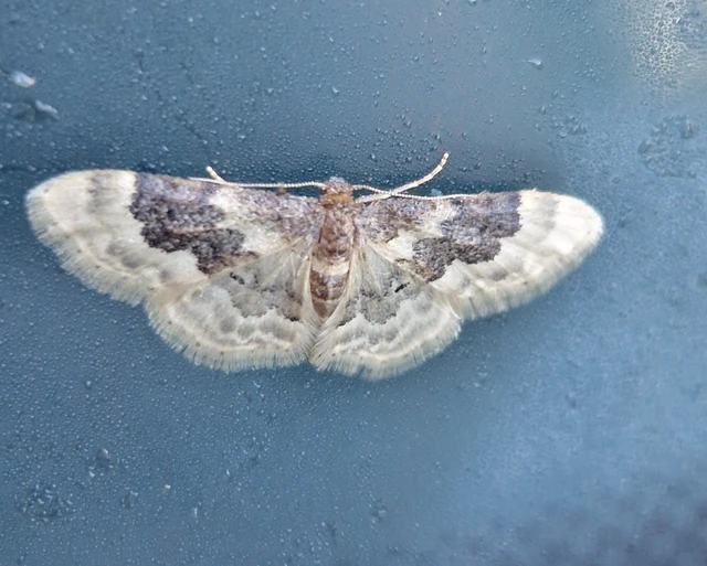 Idaea rusticata - tarka apróaraszoló