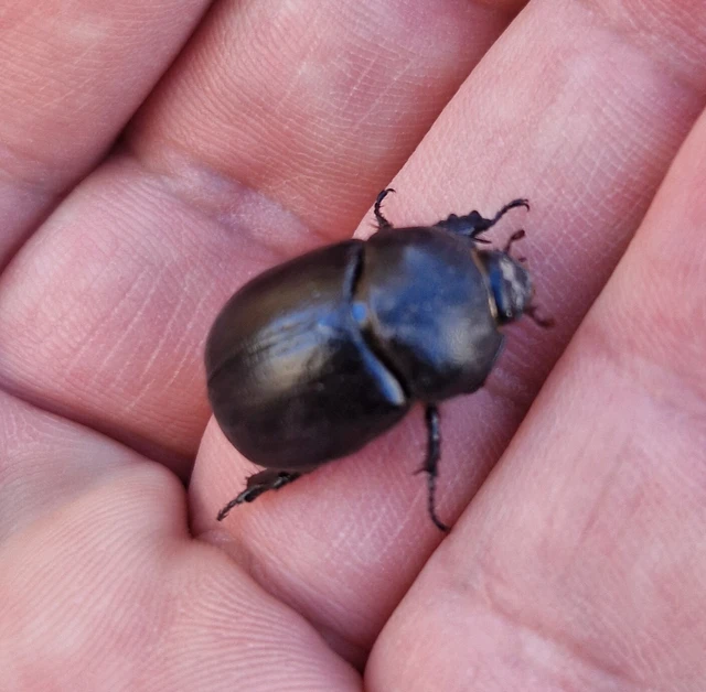 Pentodon idiota - butabogár
