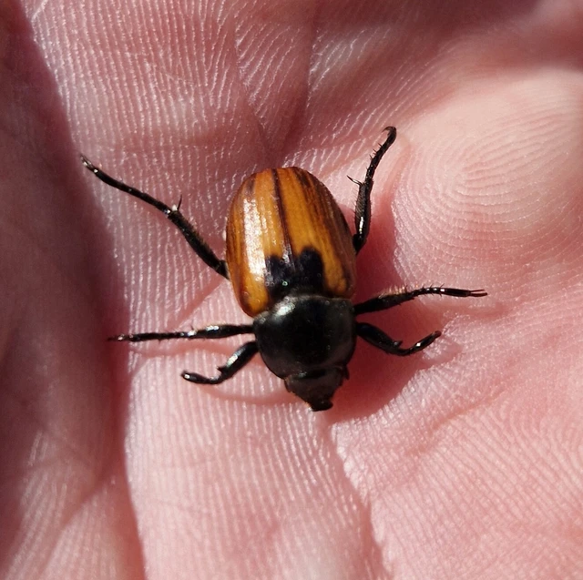 Anisoplia austriaca - osztrák szipoly