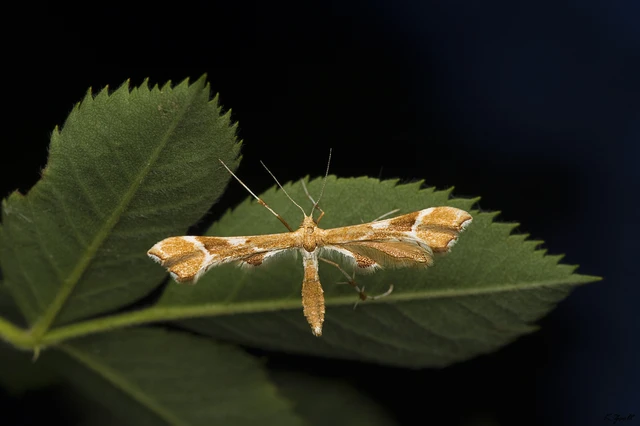 Cnaemidophorus rhododactyla - rózsabogyó-tollasmoly