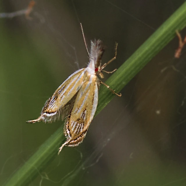 Holoscolia huebneri - sarlósszárnyú csíkosmoly