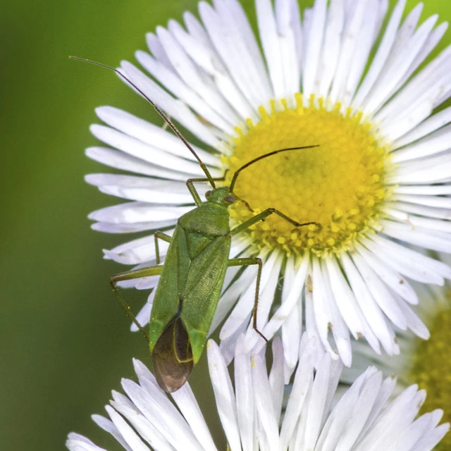 Calocoris affinis Calocoris affinis