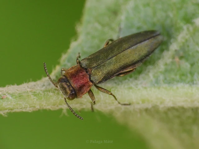 Agrilus auricollis - szil-karcsúdíszbogár