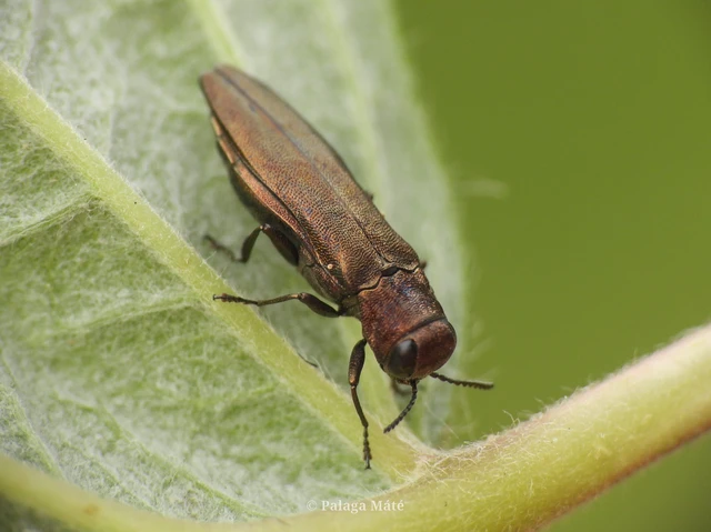 Agrilus cuprescens - földiszeder-karcsúdíszbogár