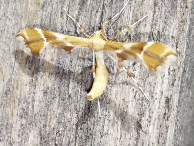 Cnaemidophorus rhododactyla - rózsabogyó-tollasmoly