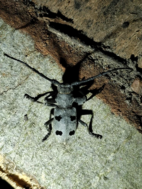 Morimus asper funereus - gyászcincér