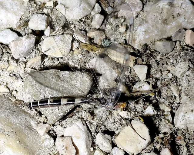 Megistopus flavicornis - kétfoltos hangyaleső