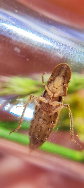 Glossocratus foveolatus Glossocratus foveolatus