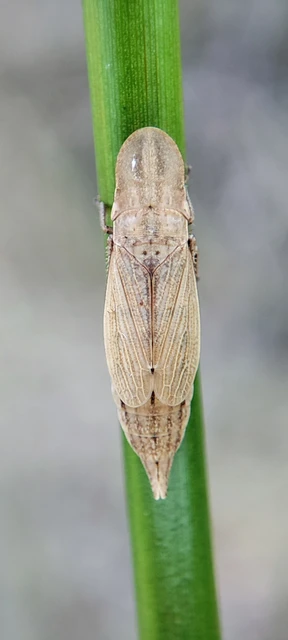Glossocratus foveolatus Glossocratus foveolatus
