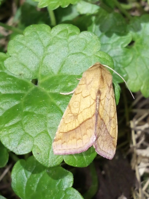Pyrrhia umbra - iglicebagoly