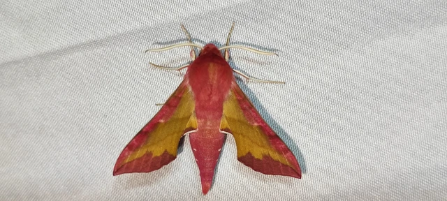 Deilephila porcellus - piros szender