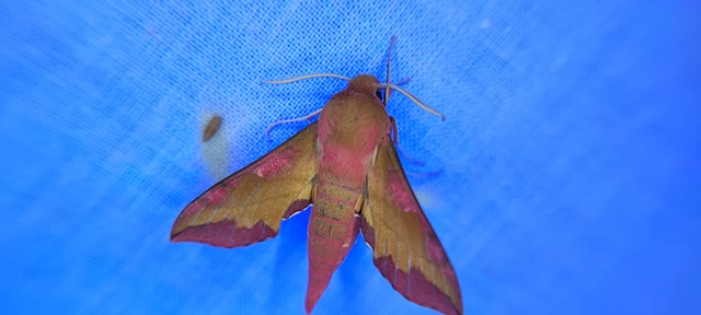 Deilephila porcellus - piros szender