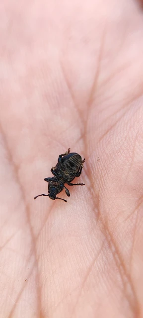 Psallidium maxillosum - fekete barkó