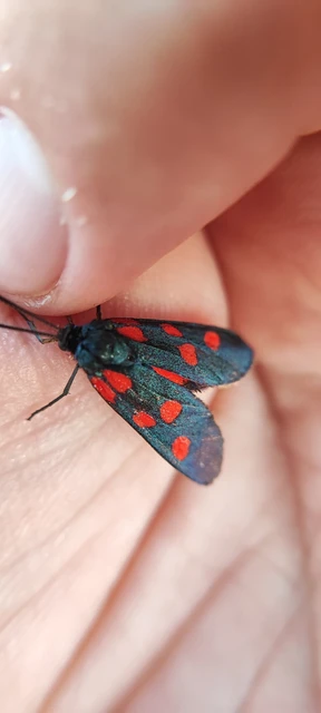 Zygaena angelicae - vérpettyes csüngőlepke
