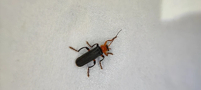 Cantharis livida - mezei lágybogár