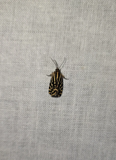 Emmelia trabealis - zebrabagoly
