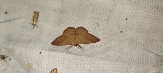 Rhodostrophia vibicaria - pirosszélű araszoló