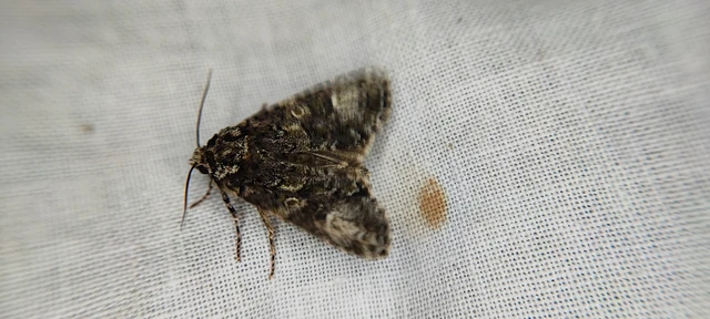 Craniophora ligustri - fagyalbagoly
