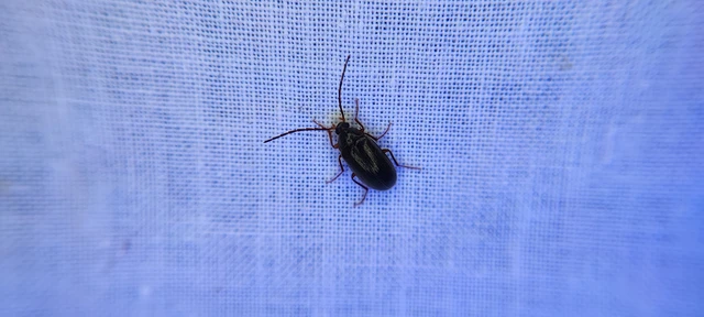 Tenebrionidae - gyászbogárfélék