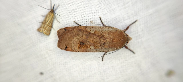 Noctua pronuba - nagy sárgafűbagoly
