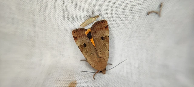 Noctua interposita - köztes sárgafűbagoly