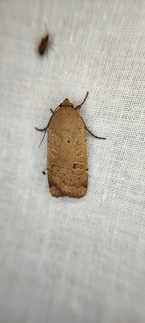 Noctua comes - kis sárgafűbagoly