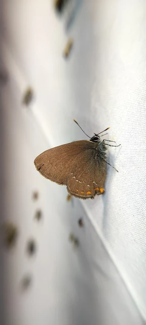 Satyrium ilicis - tölgyfa-csücsköslepke